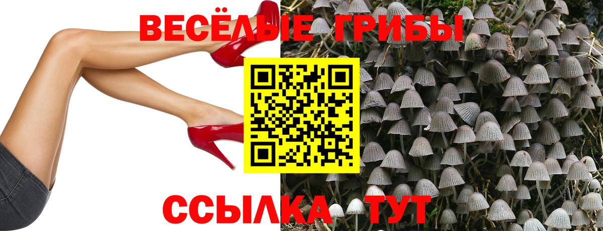 Галлюциногенные грибы Cubensis  Вход с VPN  Конаково  Псилоцибиновые грибы GOLDEN TEACHER 